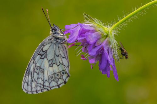 Schmetterling des Jahres 2019: Der Schachbrettfalter